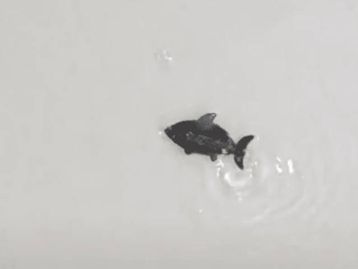 Cientistas criam robô-peixe que se 'regenera' sozinho; confira