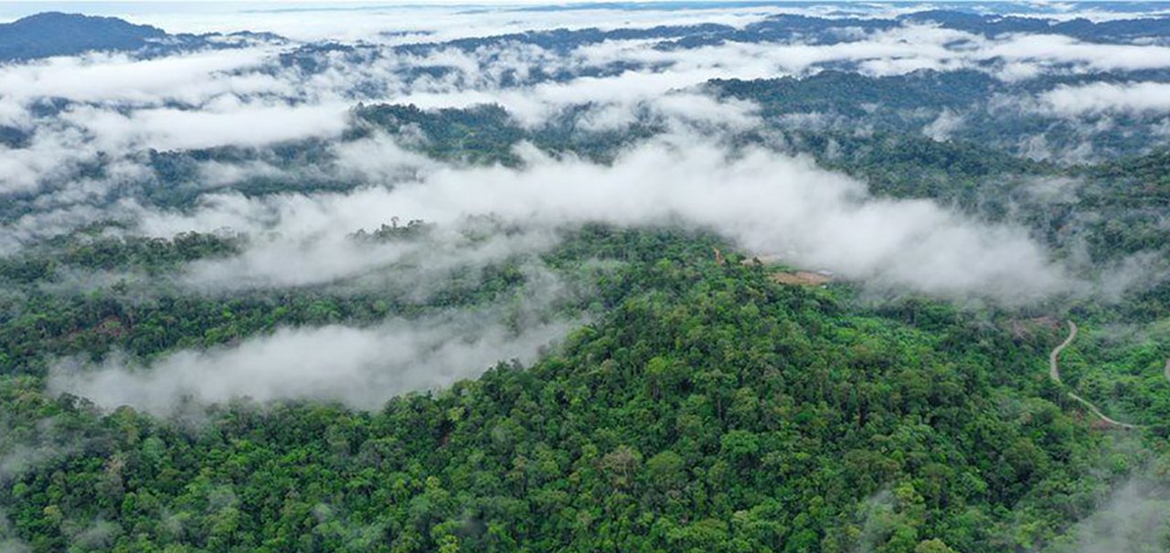 Meteoro que extinguiu dinossauros deu origem à floresta amazônica