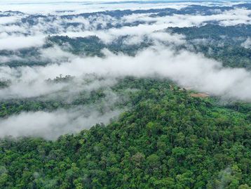Meteoro que extinguiu dinossauros deu origem à floresta amazônica