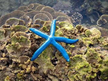 Cientistas criam robô que 'imita' estrela-do-mar para estudar oceano
