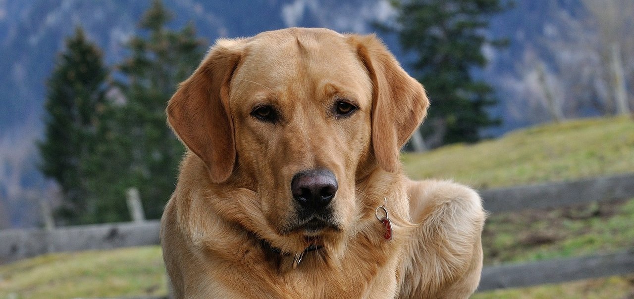 Cachorros podem farejar coronavírus na urina humana, diz pesquisa