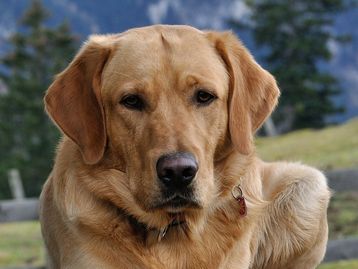 Cachorros podem farejar coronavírus na urina humana, diz pesquisa