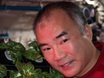 Astronautas da ISS plantam mostarda e acelga chinesa no espaço