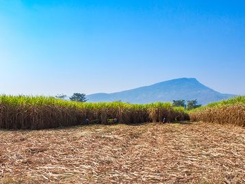 Cientistas convertem palha de cana em nanocristais fortes como aço