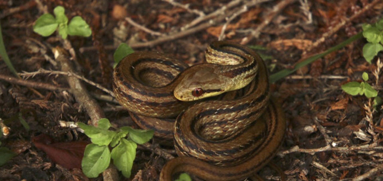 Cobras ajudam cientistas a monitorar radiação de Fukushima 