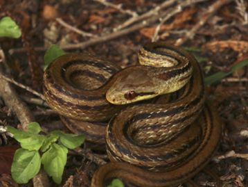 Cobras ajudam cientistas a monitorar radiação de Fukushima 