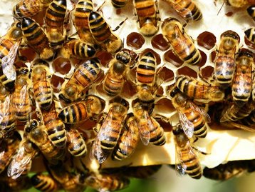 Dose de cafeína turbina memória e trabalho de abelhas, diz estudo