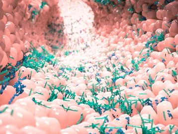 Longevidade: o segredo pode estar nas bactérias que vivem no intestino 