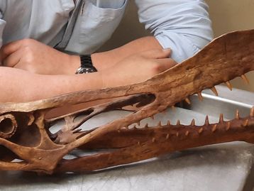 'Dragão australiano': cientistas encontram dinossauro voador gigante