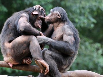 Macacos se cumprimentam ao chegar e sair de encontros, mostra estudo 