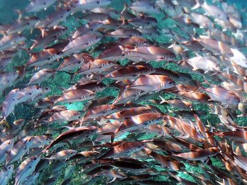 Espiral de peixes ganha concurso de imagem científica; veja fotos
