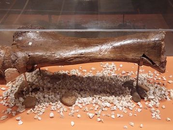 Mostra 'Darwin: Origens & Evolução' apresenta jornada científica