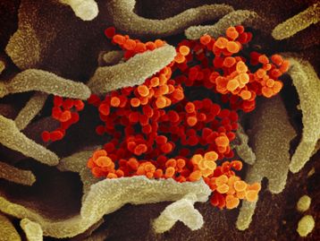Estudo prevê outra grande pandemia ainda neste século