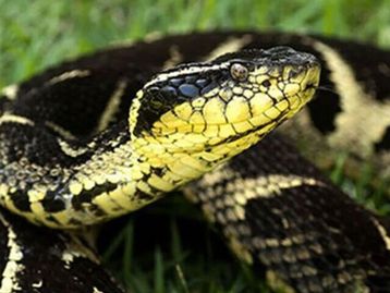 Cobras e cavalos podem ajudar na luta contra a covid-19; entenda