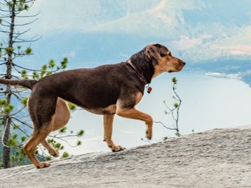10 filmes de cachorros para assistir na Netflix e no Amazon Prime