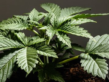 Plantações ilegais de maconha estão ameaçando espécies nativas nos EUA