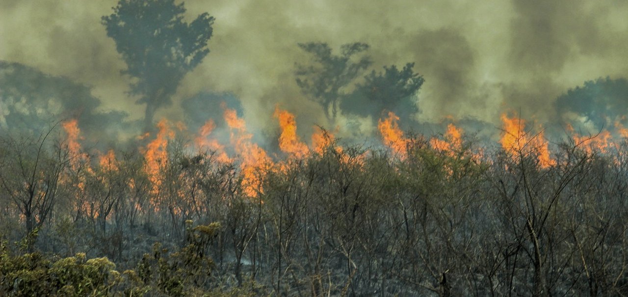 Dia da Amazônia: a tecnologia pode ajudar a salvar o bioma?