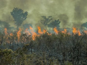 Dia da Amazônia: a tecnologia pode ajudar a salvar o bioma?