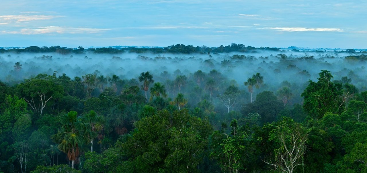 Dia da Amazônia: previsões para o futuro são dramáticas, diz biólogo 