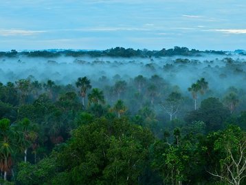 Dia da Amazônia: previsões para o futuro são dramáticas, diz biólogo 