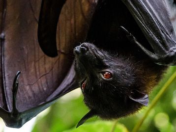 Conheça o vírus Nipah, que assusta a Ásia com mortalidade de até 75%