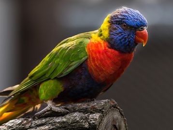 Mudanças climáticas estão forçando metamorfoses em animais