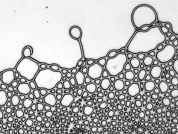 Cientistas criam gotas quadradas e grades líquidas com eletricidade