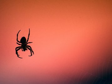 Aracnofobia: app de realidade aumentada ajuda a controlar o medo de aranhas