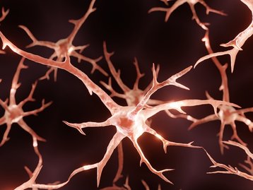 Sobre neurogênese e plasticidade neural 