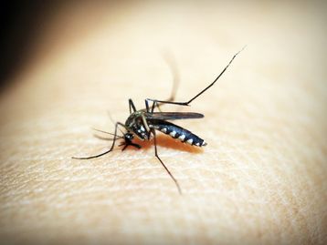 Novo medicamento é candidato promissor para tratamento da dengue