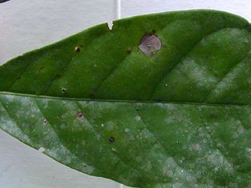 Planta amazônica misteriosa é finalmente identificada meio século depois