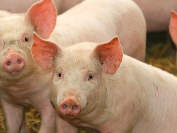 Peste suína africana: uma outra pandemia que se espalha entre os animais