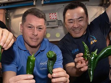 Pimentas espaciais: astronautas colheram (e comeram) o condimento na ISS