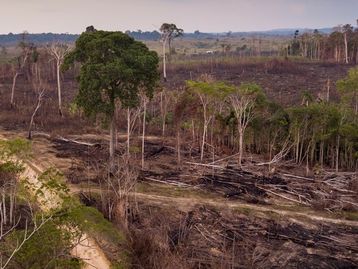 COP26: Brasil decide assinar acordo para acabar com desmatamento até 2030