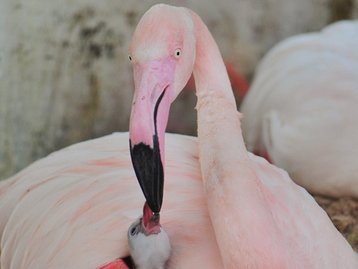 Mais de 170 flamingos morrem em encontro com onças em Foz do Iguaçu