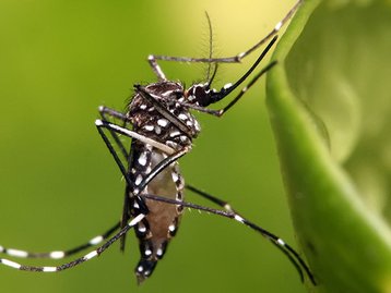 Empresa lança assinatura de 'mosquitos do bem' que combatem dengue