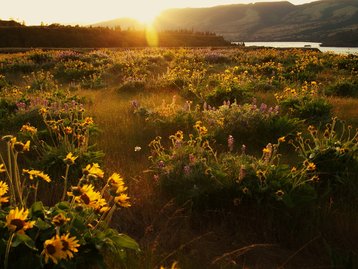 Animais e plantas são influenciados por gravidade do Sol e da Lua