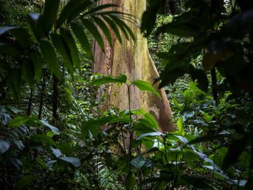 Mudanças climáticas: árvores estão crescendo menos em florestas tropicais