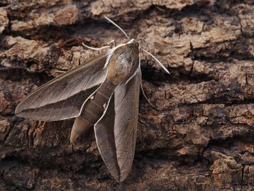Mariposas causaram surto misterioso de dermatite em Pernambuco