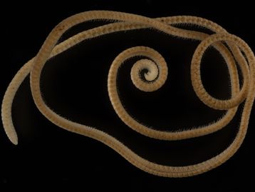 Animal recordista em número de patas é descoberto na Austrália