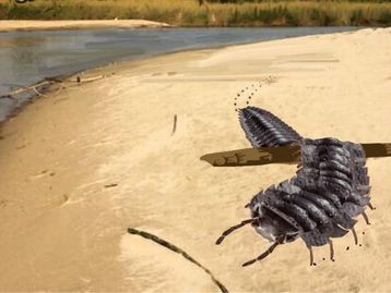 Maior invertebrado da história é descoberto por acaso na Inglaterra