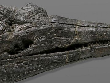 Cientistas encontram crânio da primeira criatura gigante marinha da Terra