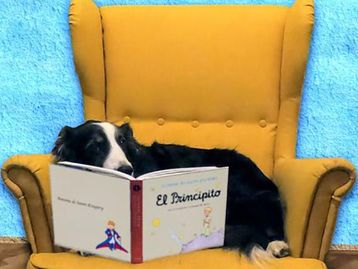 Cérebros de cães são capazes de diferenciar idiomas, diz pesquisa