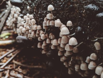Proteína de fungo pode ser nova fonte de albumina, mostra estudo