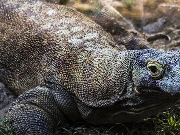 Dragões-de-komodo: aquecimento global pode extinguir espécie, diz estudo