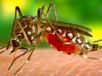Estudo: mosquitos com vírus da dengue são mais agressivos e picam mais