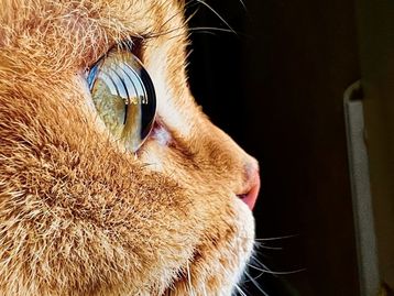 Apple lança concurso de melhores fotos macro do iPhone 13 Pro