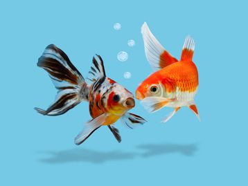 Peixes falam? Estudo mostra que comunicação por som é comum entre eles