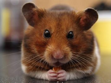 Hamsters deram início a surto de covid-19 em Hong Kong, sugere estudo 