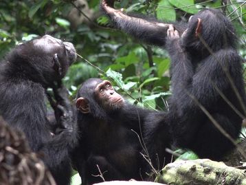 Chimpanzés usam insetos como remédio, mostra estudo
